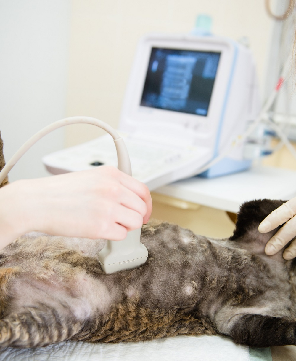 Veterinary Ultrasounds in Ozark, MO McClure Veterinary Clinic