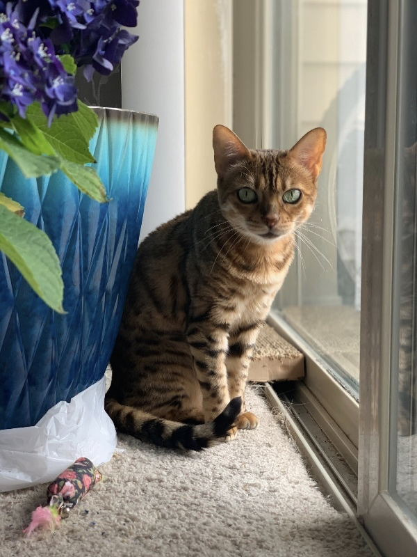 Echocardiograms in Ozark, MO McClure Veterinary Clinic