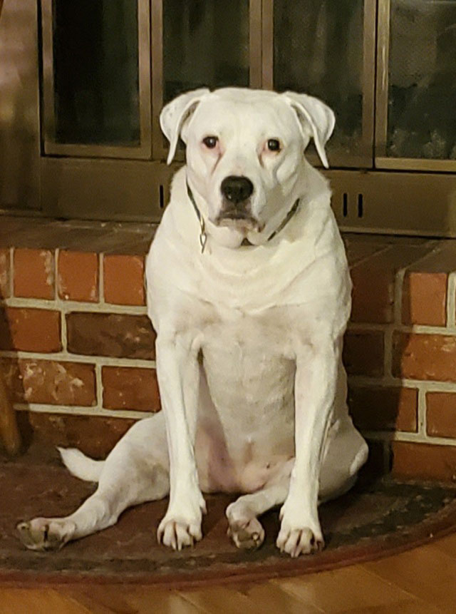 New Clients McClure Veterinary Clinic