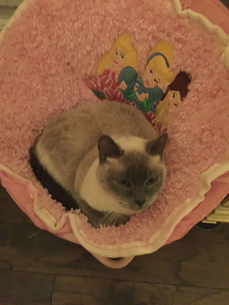 Parasite Prevention & Control in Ozark, MO McClure Veterinary Clinic