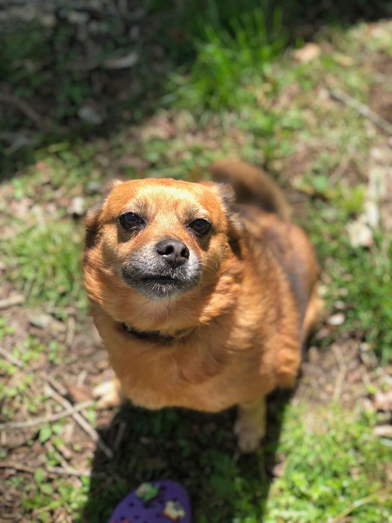 Comprehensive & Annual Wellness Exams in Ozark, MO McClure Veterinary