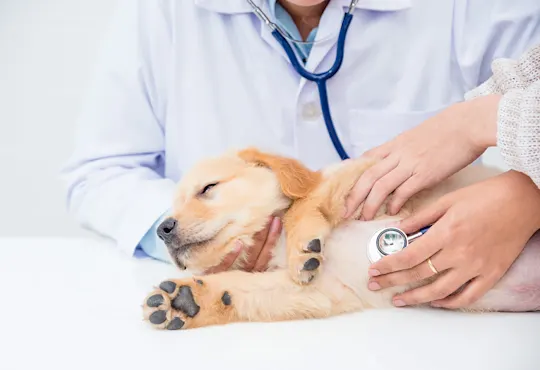 Veterinarian listening to a golden puppy's chest with a stethoscope