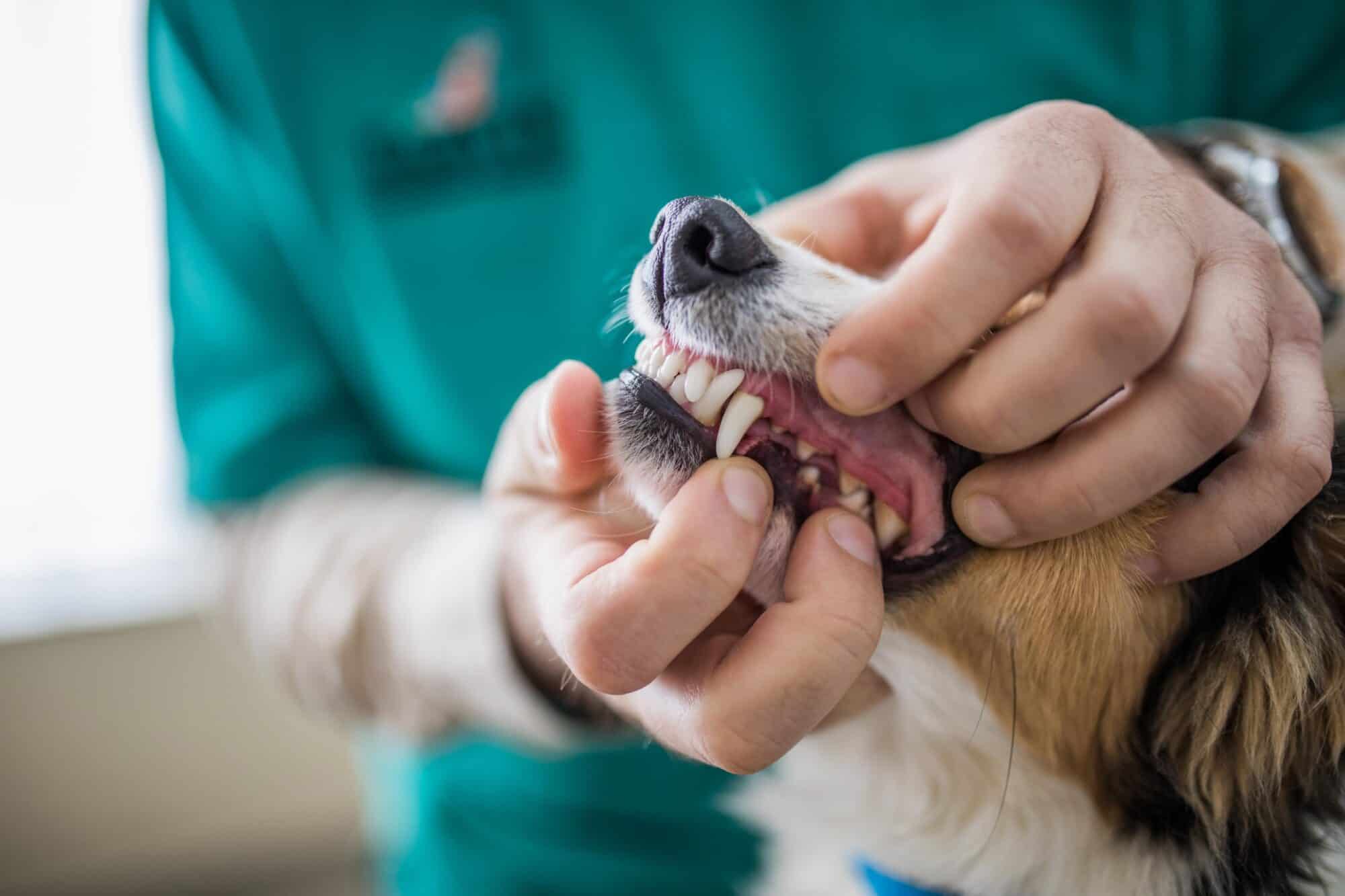 Veterinary team member checking a dog's teeth and gums