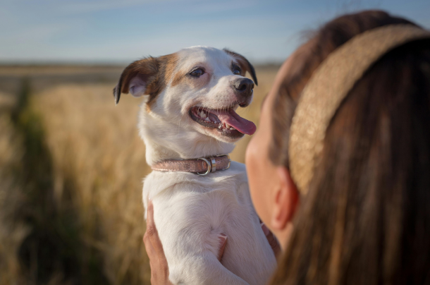 Happy dog at McClure Veterinary Clinic Ozark Missouri