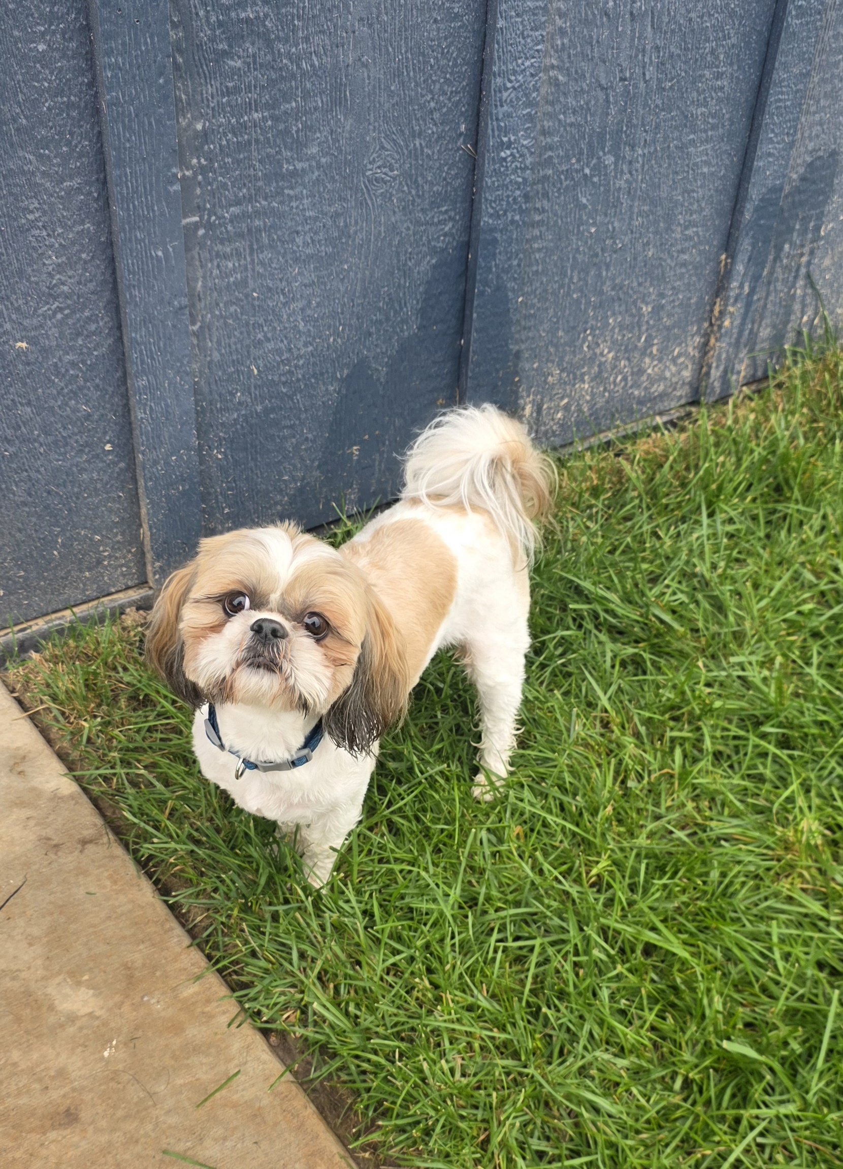 Luxury pet boarding facility in Ozark, MO at McClure Veterinary Clinic