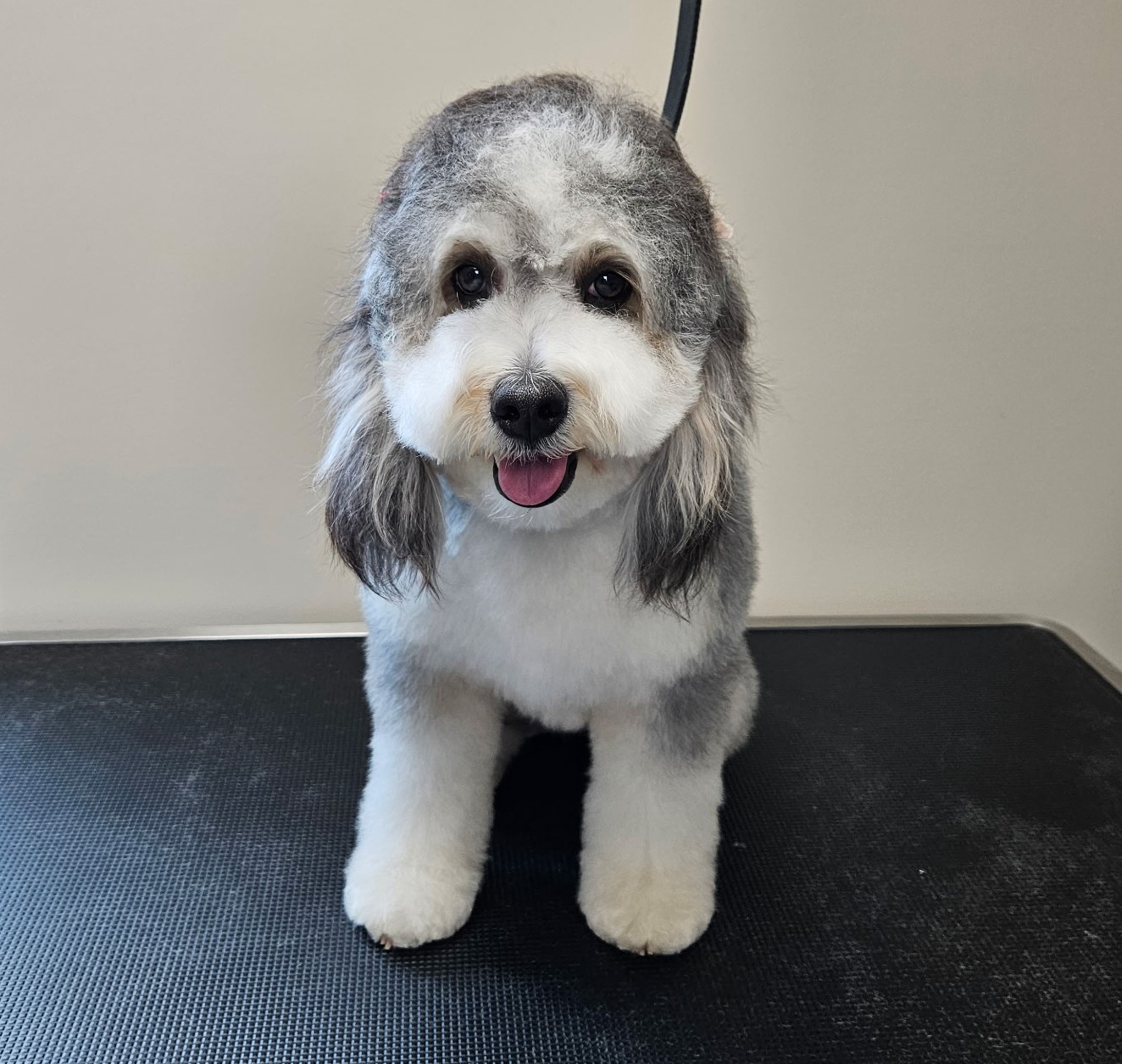 Freshly groomed dog looking happy at McClure Veterinary Clinic grooming spa
